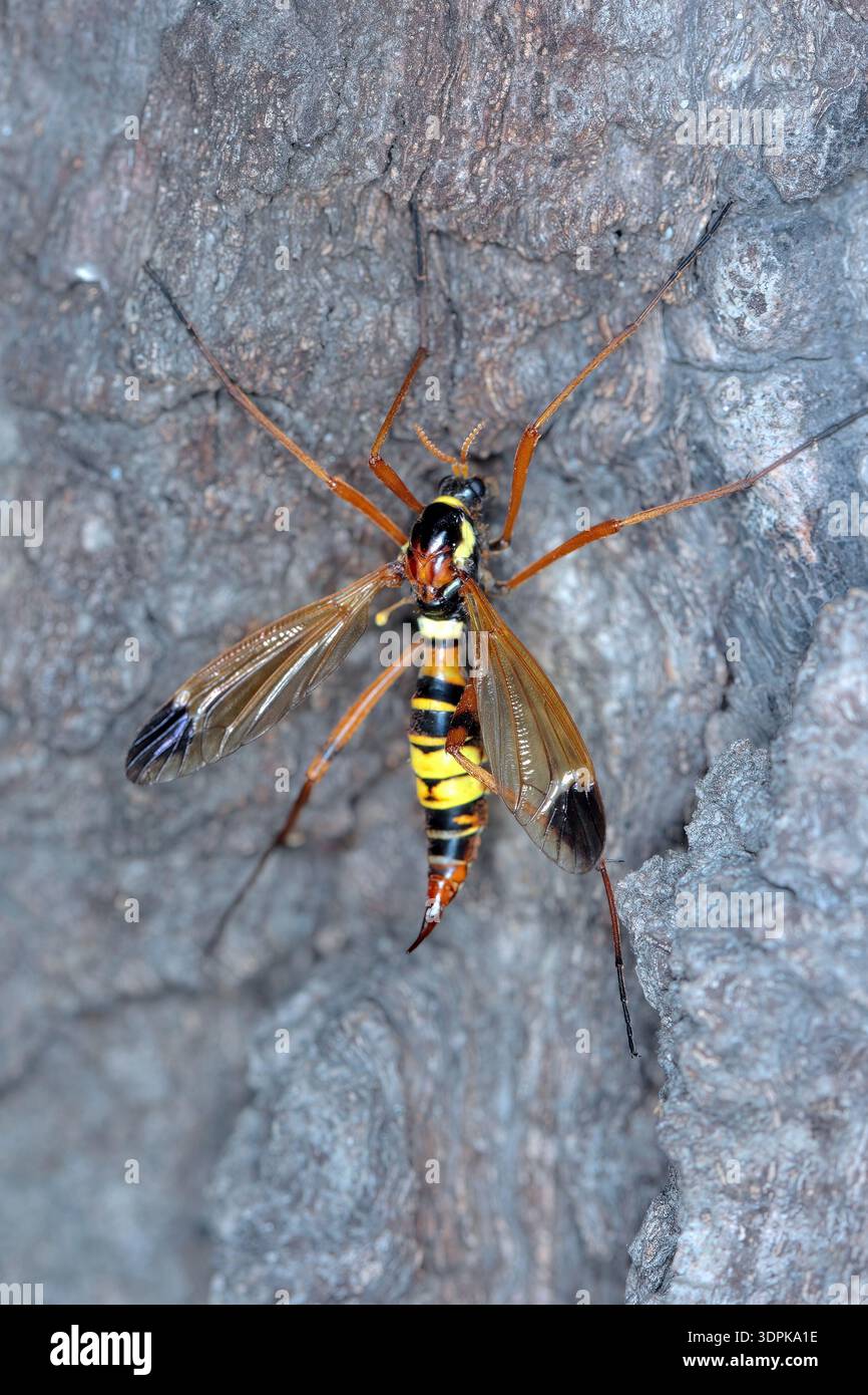 Femmina di Ctenophora ornata una rara specie di vera mosca della gru, Tipulidae trovata in Europa. Foto Stock