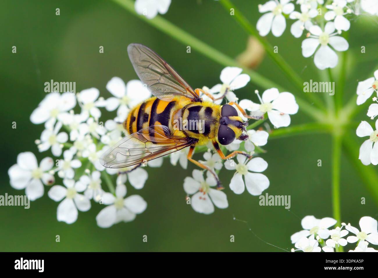 Batman Hoverfly o Sunfly dai capelli gialli, Myathropa florea, Sun Fly. Specie di hoverfly chiamate anche mosche floreali o scifedi. Foto Stock