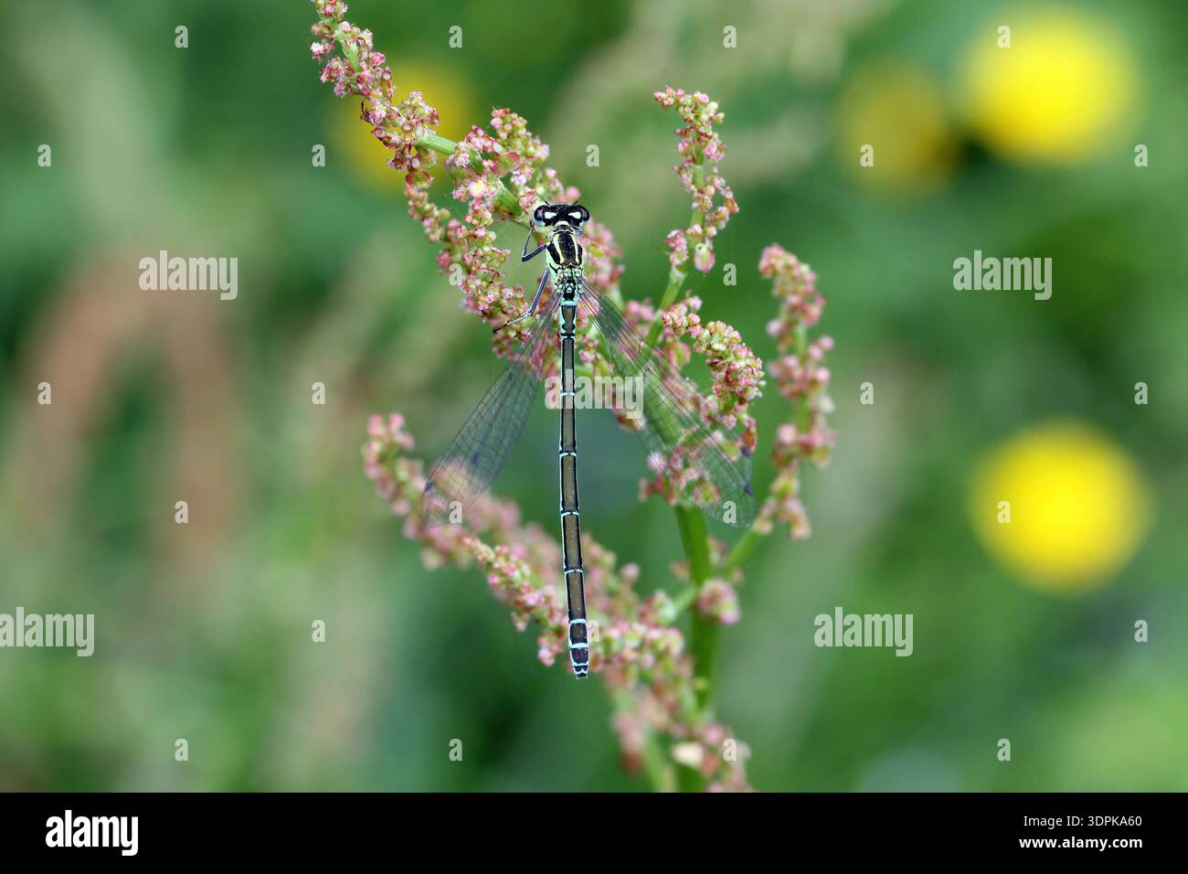 Azure Damselfly o Azure bluet, Coenagrion puella. Un insetto su un tiro di pelo che cresce sulla riva di un lago. Foto Stock