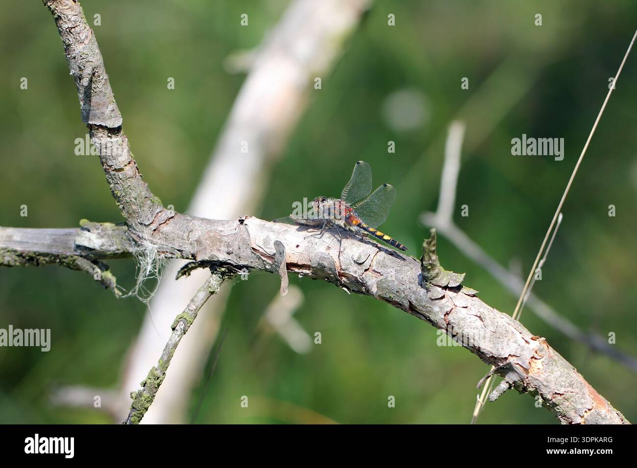 Darter dalla faccia bianca o piccolo Whiteface, Leucorrhinia dubia conosciuta anche come Dragonfly dalla faccia bianca. Foto Stock