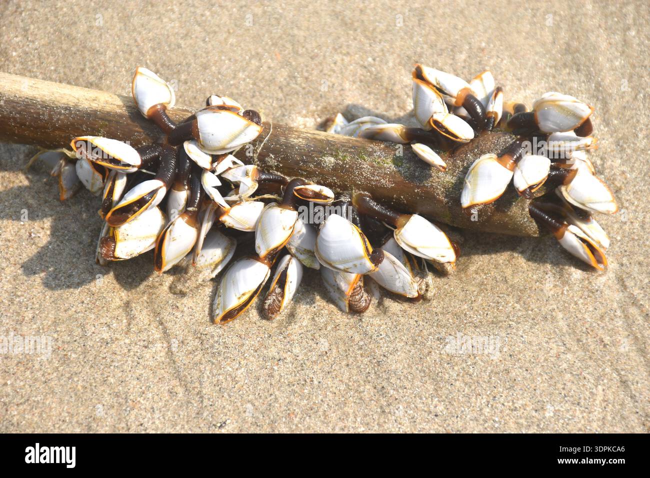 Barnacle d'oca molluschi arroccati su un pezzo di legno sulla spiaggia di Khai Chet Beach, località di viaggio in Thailandia Foto Stock