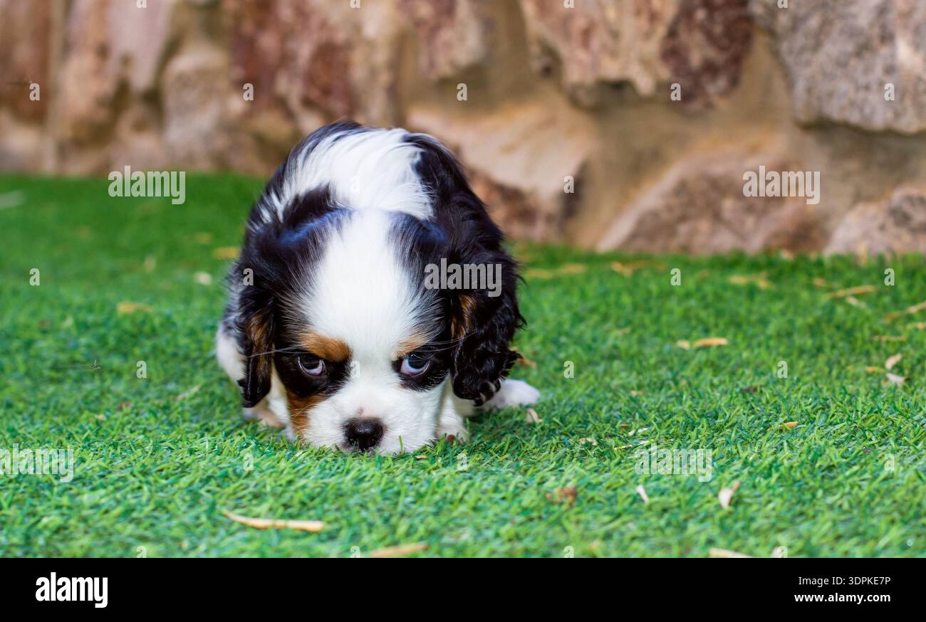 Un giovanissimo cucciolo Cavalier King Charles Spaniel con distintive marcature nere, bianche e abbronzate giace su una vibrante erba verde, la testa bassa e gli occhi lo Foto Stock