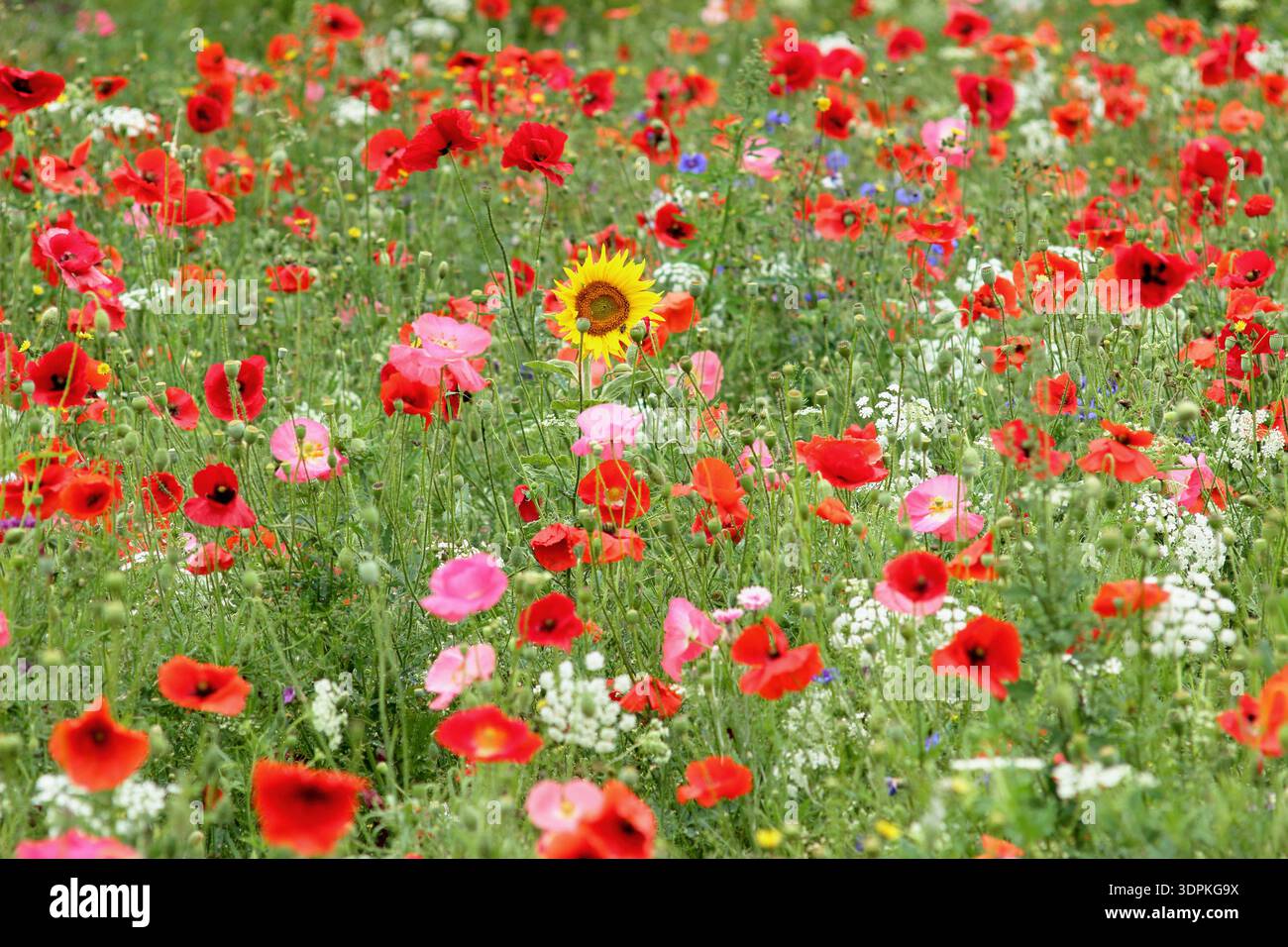 Concetto diverso. Concetto di individualismo. Orgoglio. Girasole singolo nel prato di fiori selvatici seminato con papaveri e fiori di mais. REGNO UNITO Foto Stock