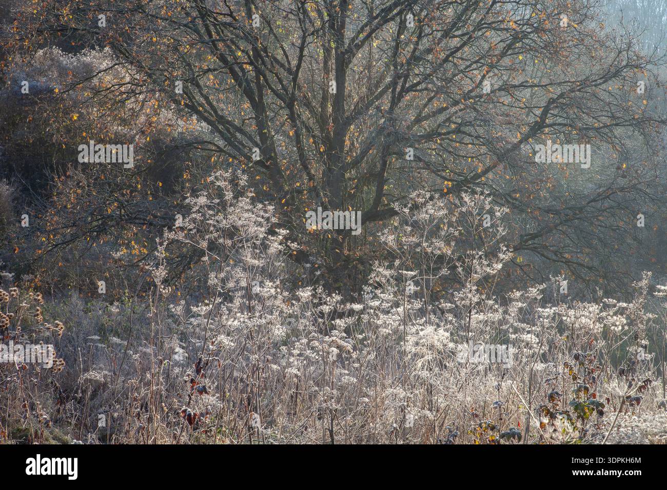 Piante e alberi selvatici ricoperti di gelo nella Foresta di Dean, Inghilterra, con luce soffusa del mattino, colori autunnali e atmosfera boschiva. Foto Stock
