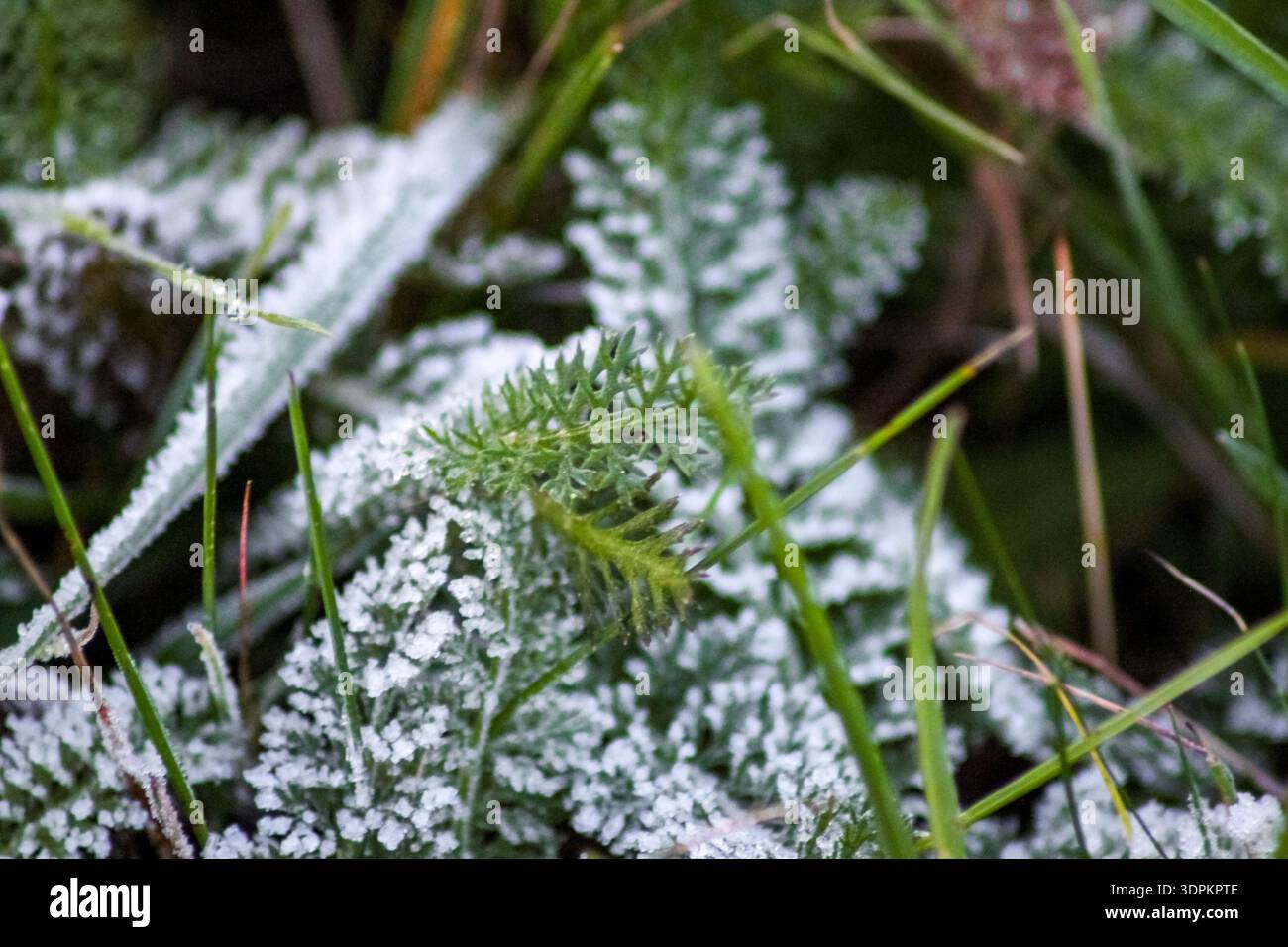 Le lame di erba verde sono ricoperte da un delicato strato di ghiaccio bianco, creando una texture invernale bella e serena con uno sfondo morbido e sfocato. Foto Stock