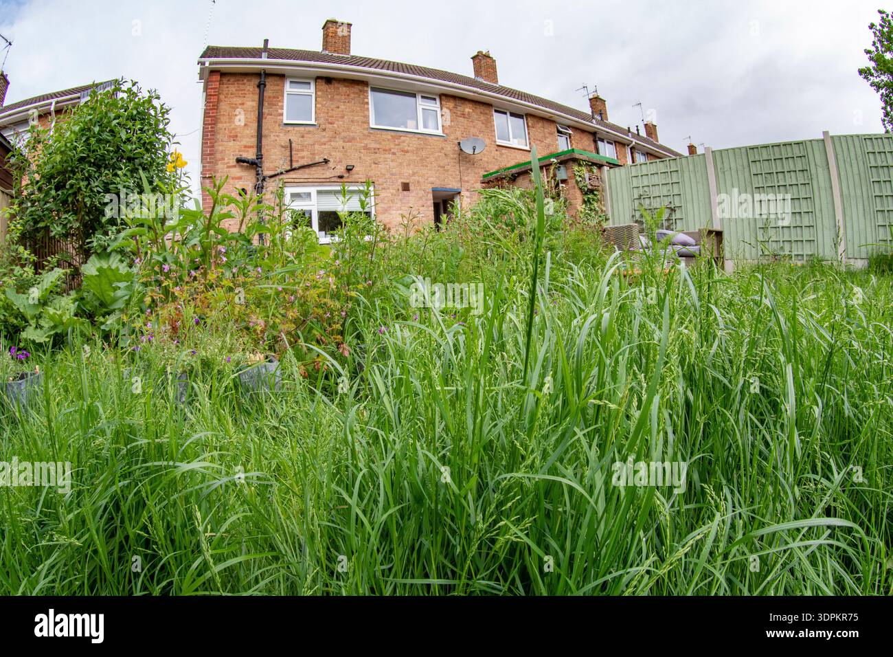 Giardino sul retro, lasciato non falciato come parte della campagna "No Mow May", Nottingham, Nottinghamshire, Inghilterra, Regno Unito, maggio Foto Stock