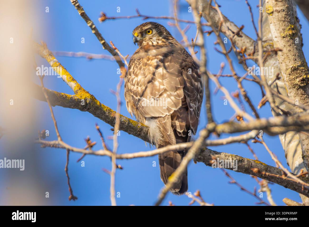 Un goshawk a Helsinki, in Finlandia Foto Stock