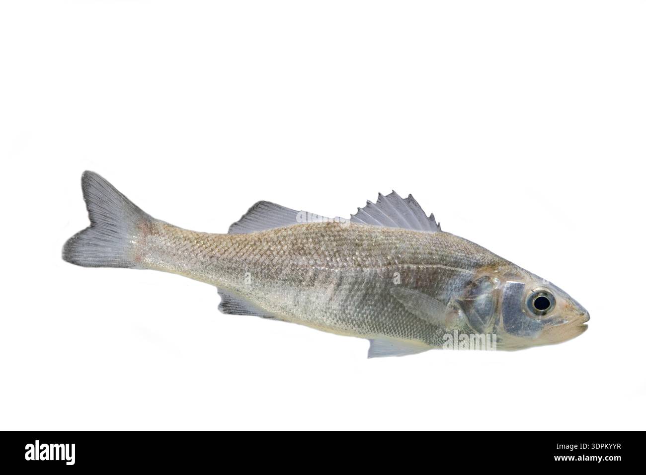 Branzino Dicentrarchus labrax, nuoto di piccoli pesci, sfondo bianco, Macduff Marine Aquarium, Macduff, Scozia, Regno Unito, luglio Foto Stock