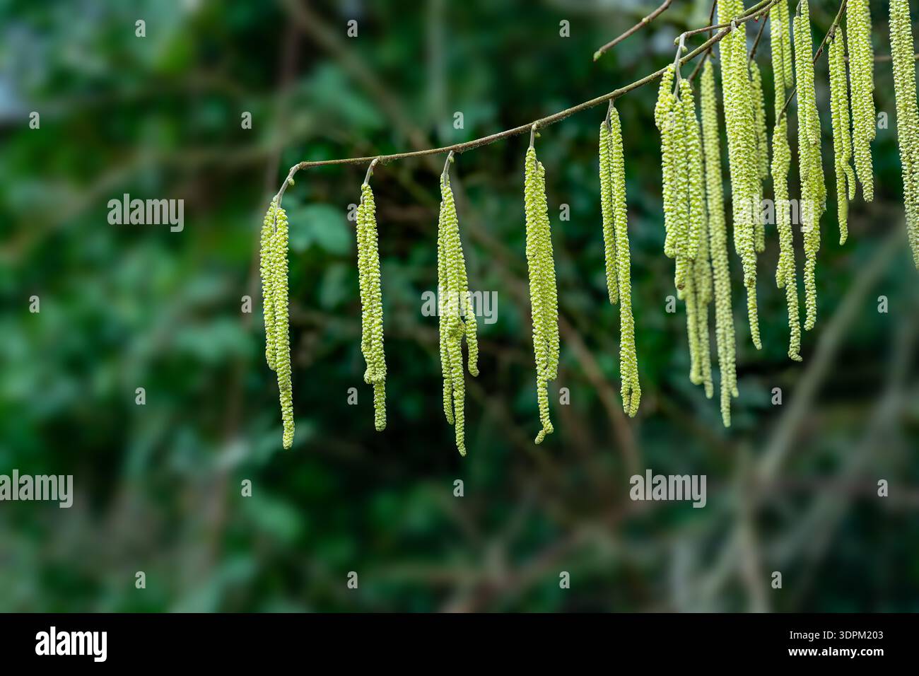 Nocciola comune, noce di cocco (Corylus avellana). Ramoscello con fiore femminile aperto e diverse infiorescenze maschili. Giardino botanico, Francoforte, Germania, Europa Foto Stock