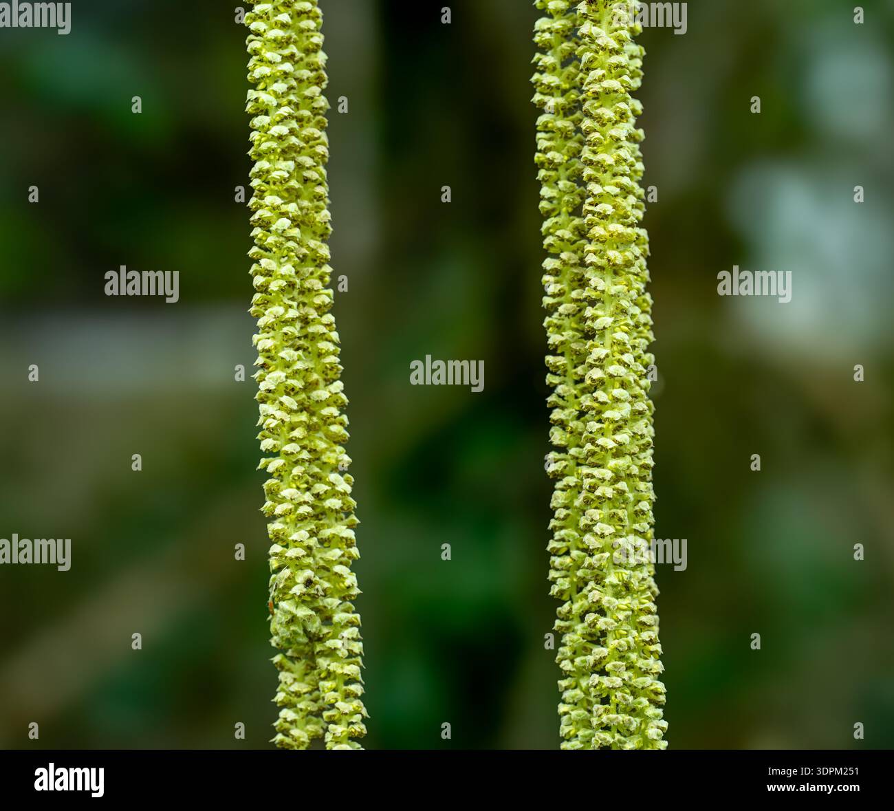 Nocciola comune, noce di cocco (Corylus avellana). Ramoscello con fiore femminile aperto e diverse infiorescenze maschili. Giardino botanico, Francoforte, Germania, Europa Foto Stock