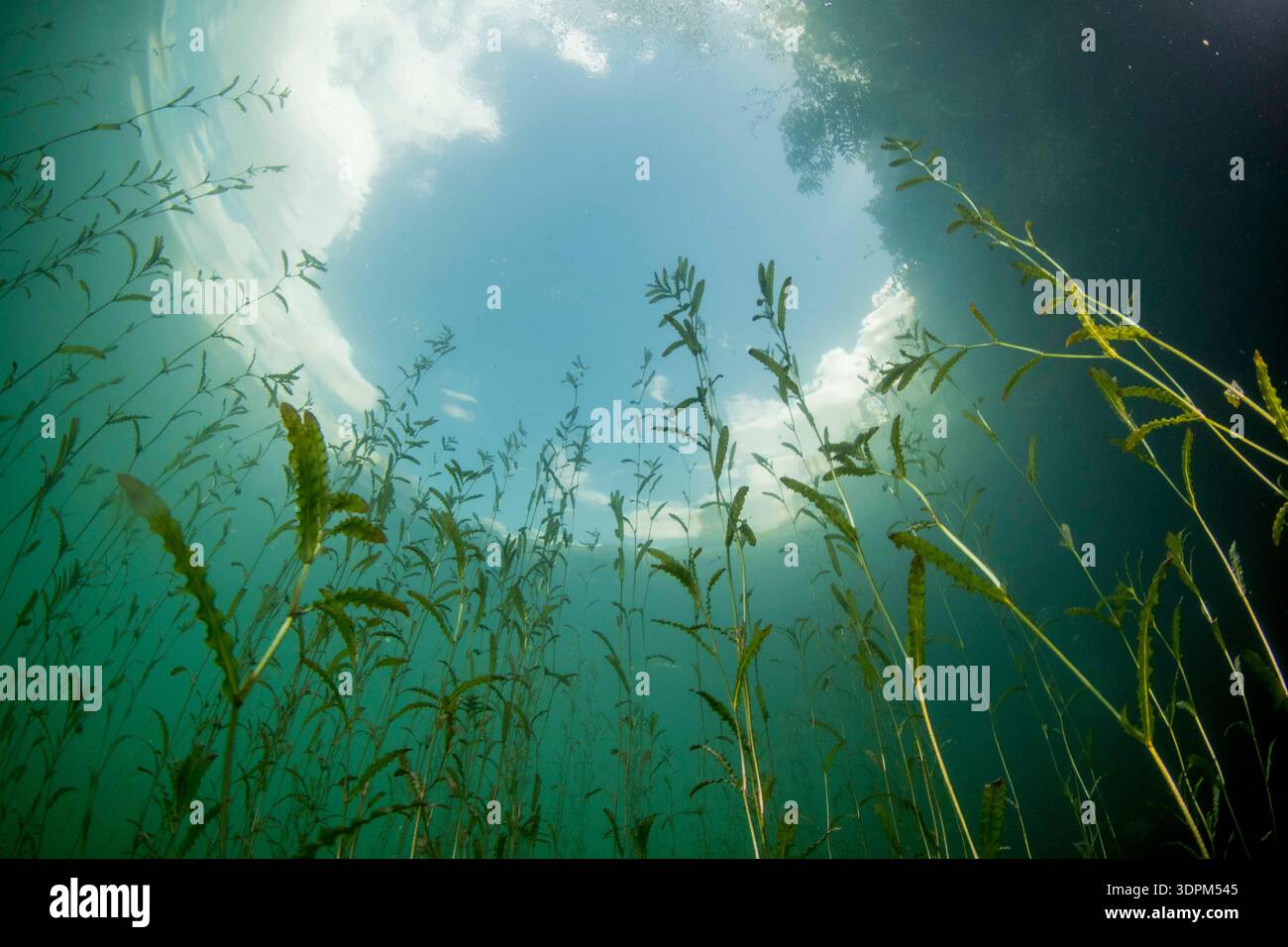 erbacce di stagno arricciate sott'acqua Foto Stock