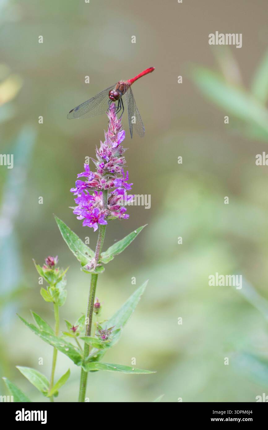 Scarlet darter Foto Stock