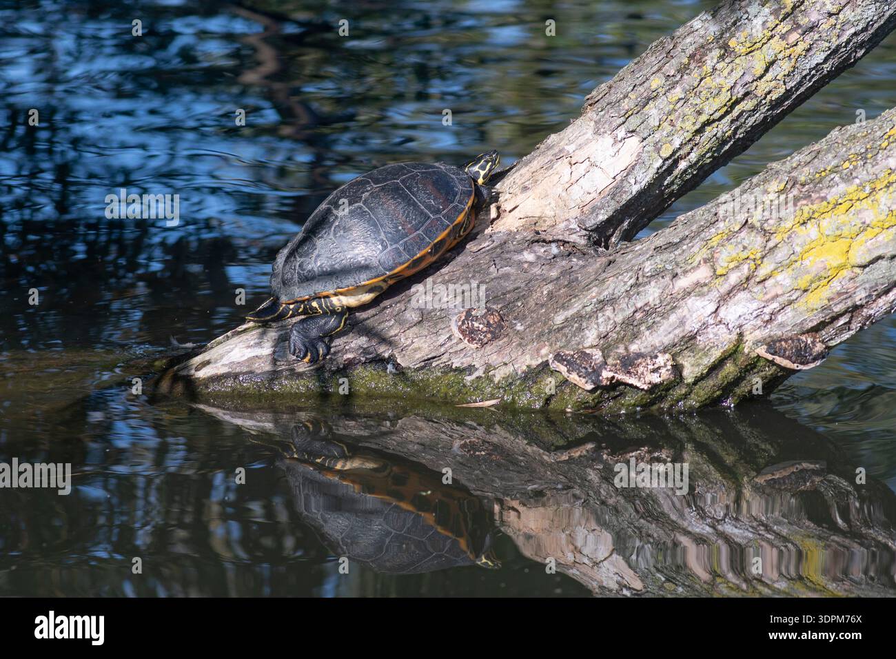 Giallo eared terrapin, Trachemys scripta scripta, crogiolarvi al sole su una struttura ad albero, Londra, settembre Foto Stock