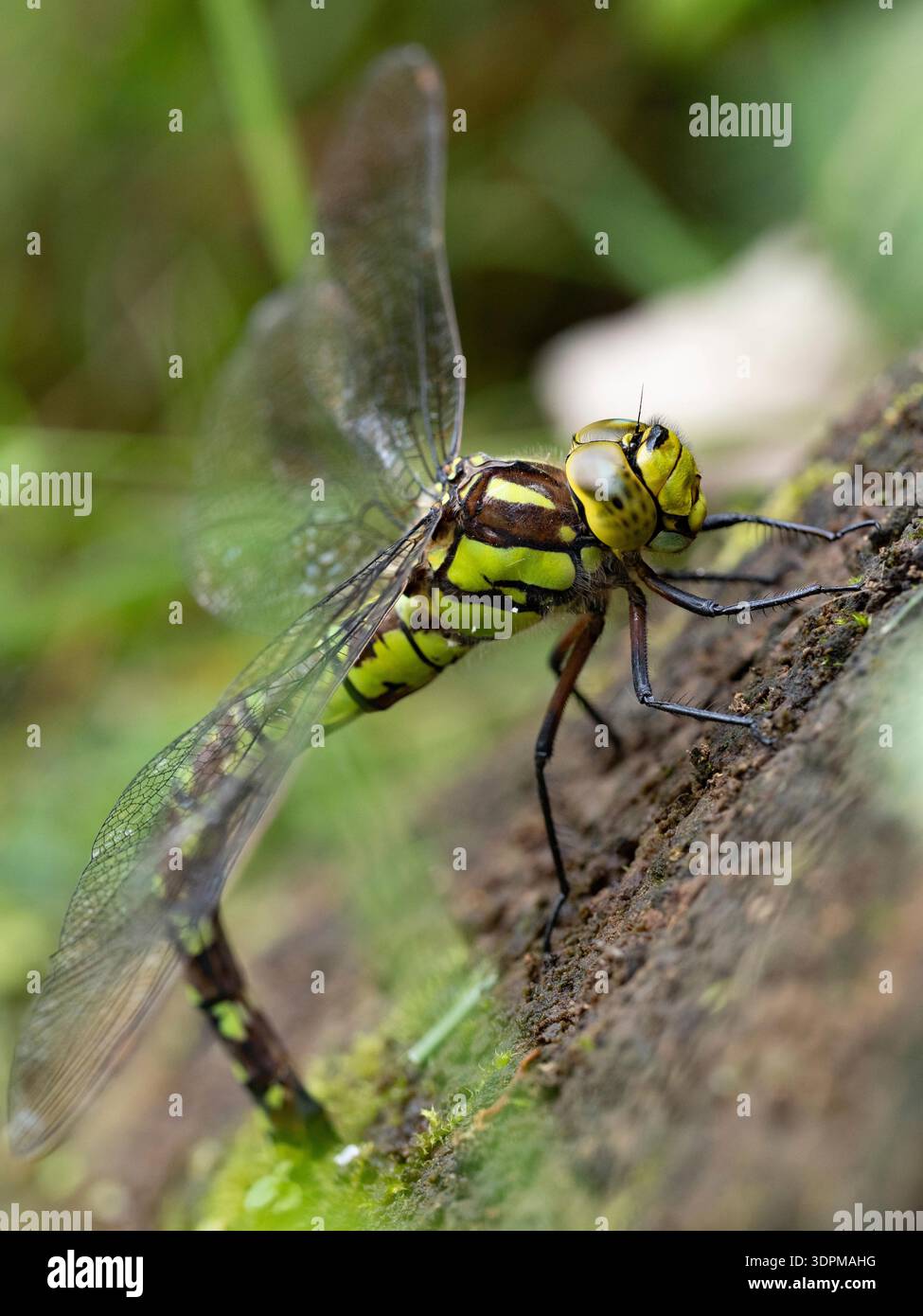 Dragonfly del sud Aeshna cyanea, individuo che riposa intorno al laghetto giardino, Nottinghamshire, settembre Foto Stock