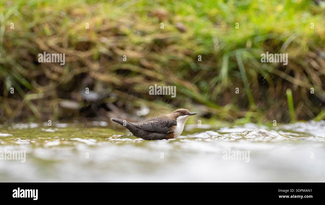 Dipper Cinclus cinclus, on fast-flow River, Derbyshire, Inghilterra, Regno Unito, novembre Foto Stock