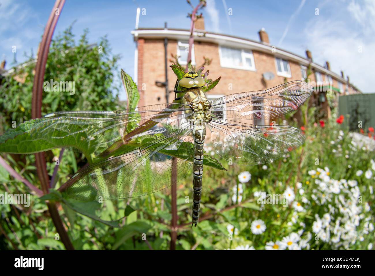 Dragonfly del sud Aeshna cyanea, adulto su lama di figwort, Nottinghamshire, Inghilterra, Regno Unito, giugno Foto Stock
