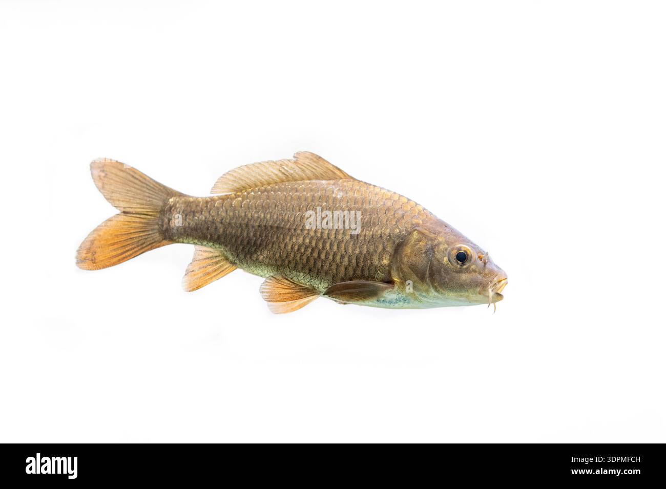 Carpa comune Cyprinus carpio, primo piano dell'individuo, Nottinghamshire, febbraio Foto Stock