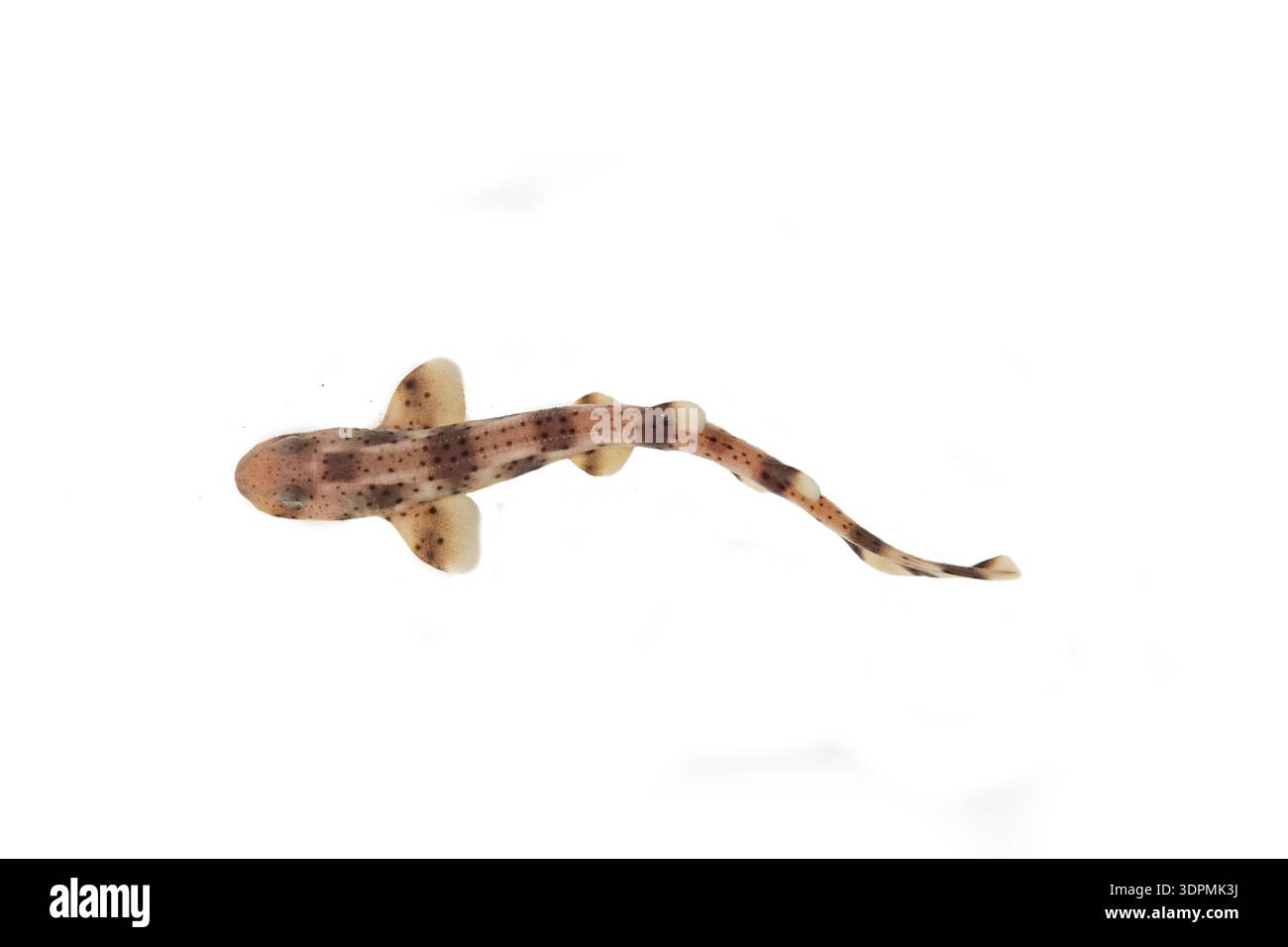 Scyliorhinus canicula, gattuccio con macchie minori, vista dall'alto su sfondo bianco, Macduff Marine Aquarium, Macduff, Scozia, Regno Unito, luglio Foto Stock