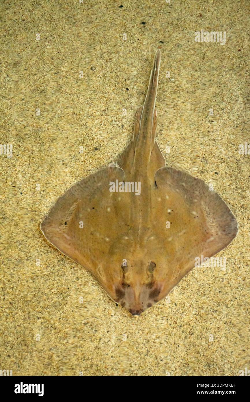 Smalleyed ray Raja microocellata, che riposa su un letto sabbioso nell'acquario di Anglesey, Galles del Nord, Regno Unito, settembre Foto Stock