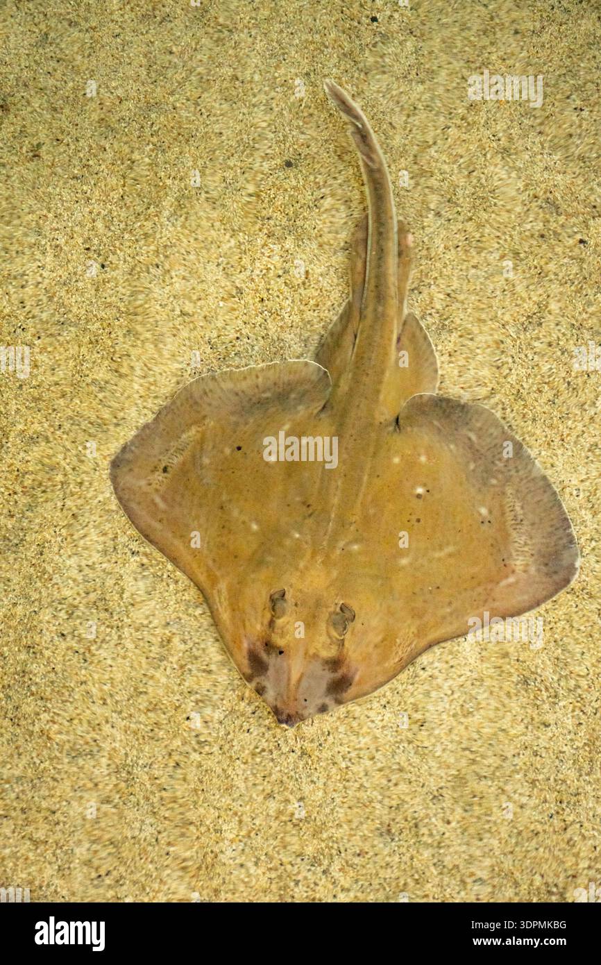 Smalleyed ray Raja microocellata, che riposa su un letto sabbioso nell'acquario di Anglesey, Galles del Nord, Regno Unito, settembre Foto Stock