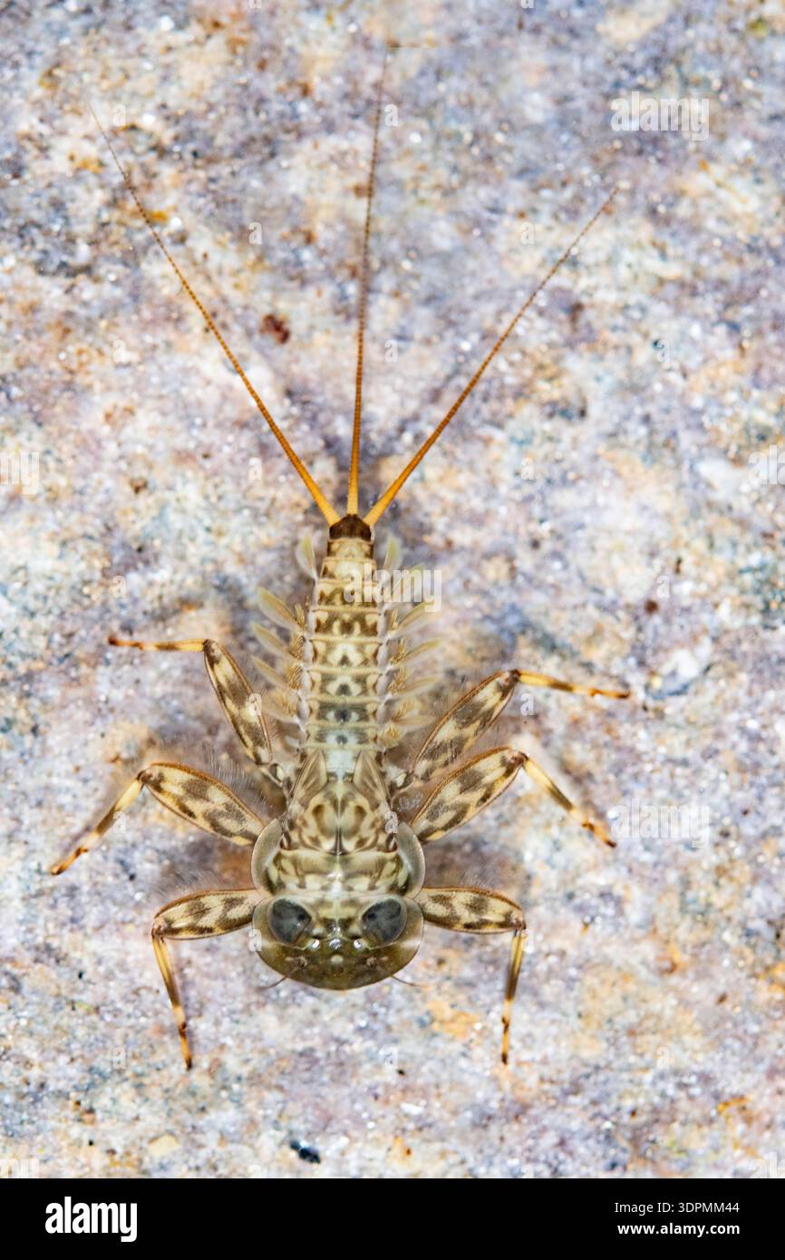 Heptageniidae a testa piatta, su roccia, Peak District, East Midlands, Inghilterra, Regno Unito, aprile Foto Stock