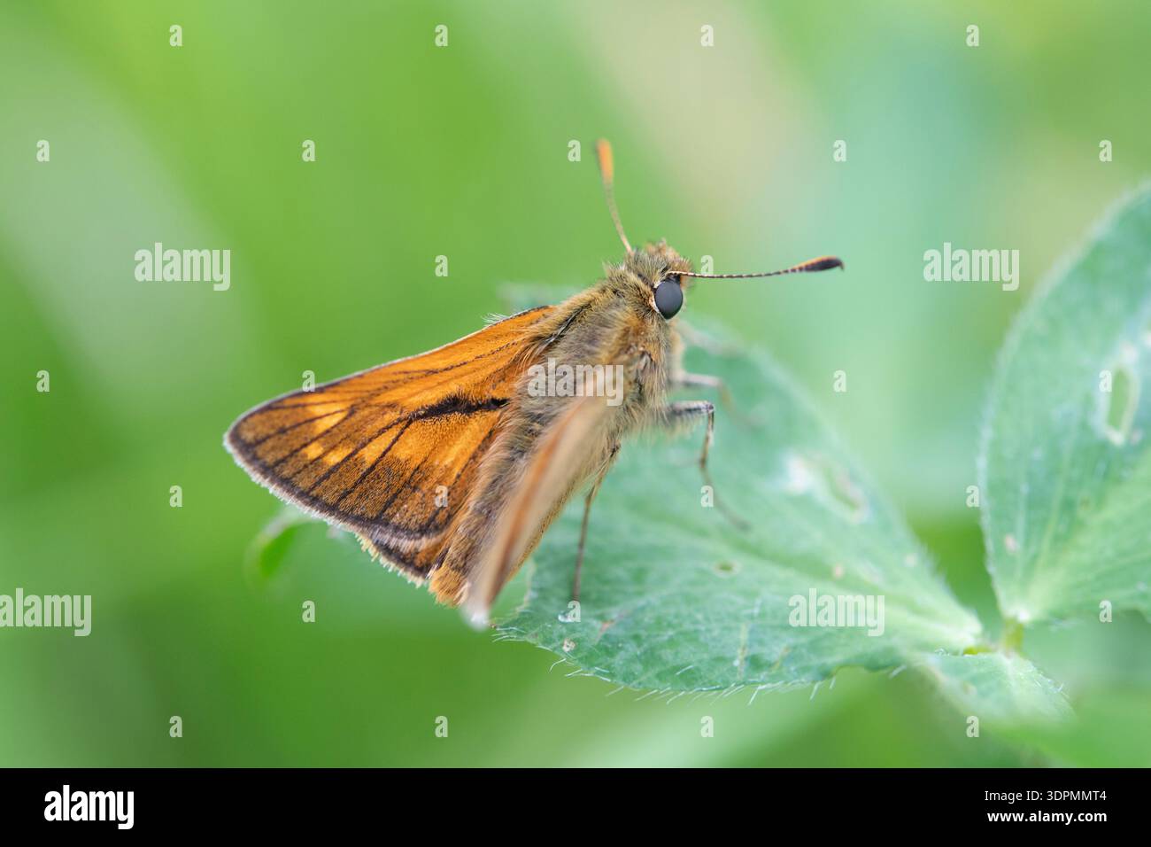 Piccolo skipper Thymelicus sylvestris, riposato su foglie, Nottinghamshire, giugno Foto Stock