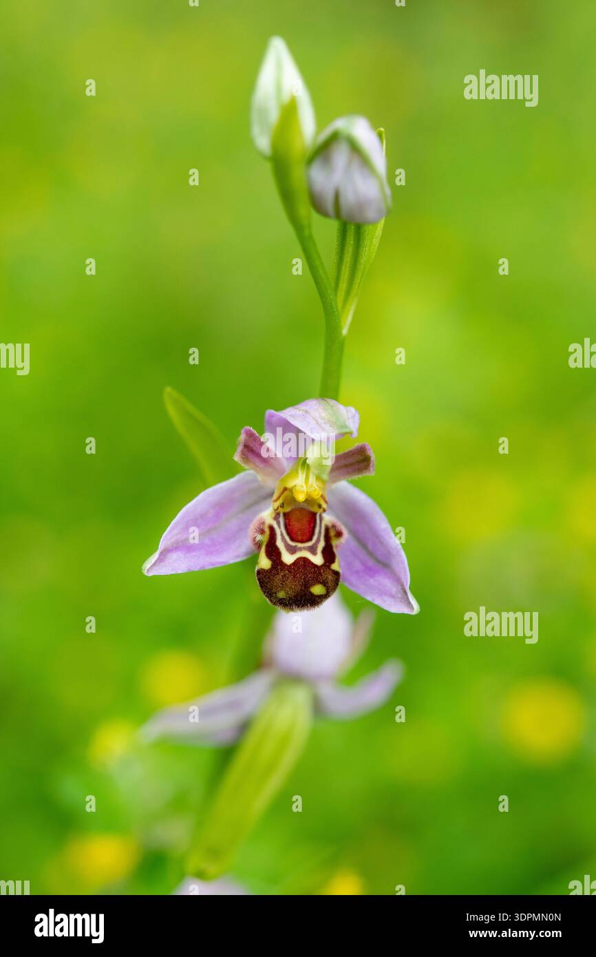 Orchidea delle api Ophrys apifera, che cresce nelle praterie, Nottinghamshire, giugno Foto Stock