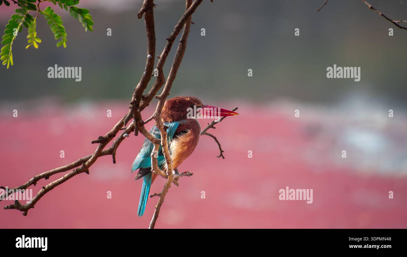 Kingfisher dalla gola bianca che tiene una lucertola sul ramo dell'albero Foto Stock