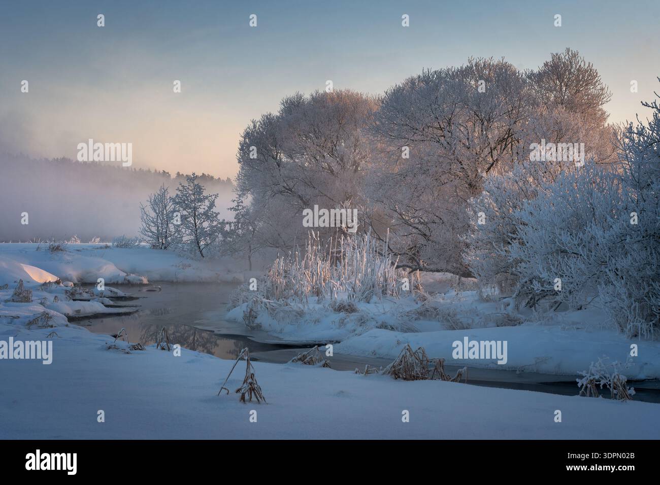 Paesaggio invernale selvaggio e incontaminato con alberi innevati che costeggiano un tranquillo fiume. La luce gialla soffusa del sole mattutino inonda la scena ghiacciata con una calda g Foto Stock