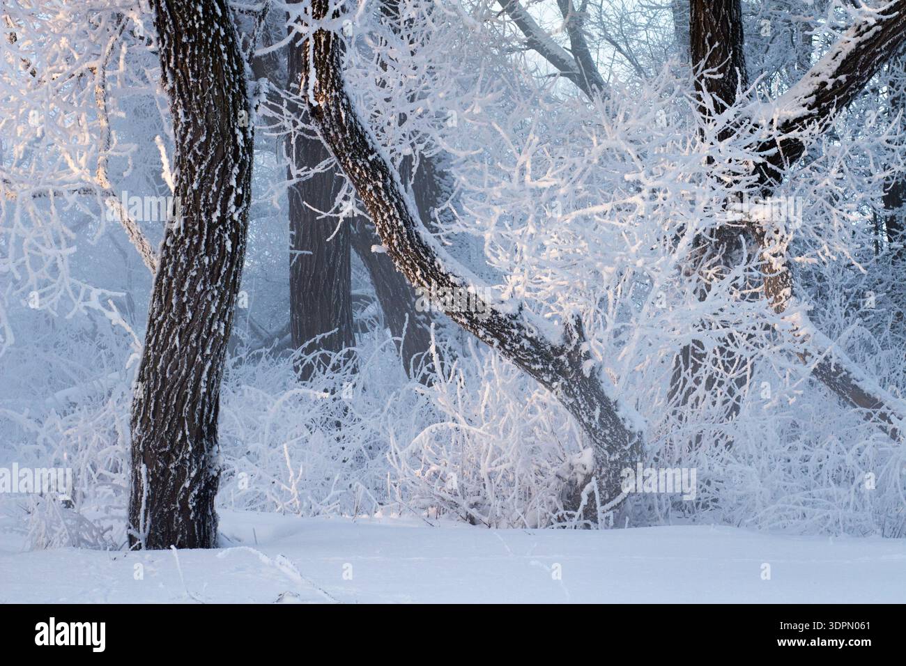 Intricato e strutturato primo piano invernale di rami d'albero congelati completamente ricoperti da una folta cresta bianca. Cristalli di ghiaccio delicati, dettagli nitidi, prismi freddi Foto Stock