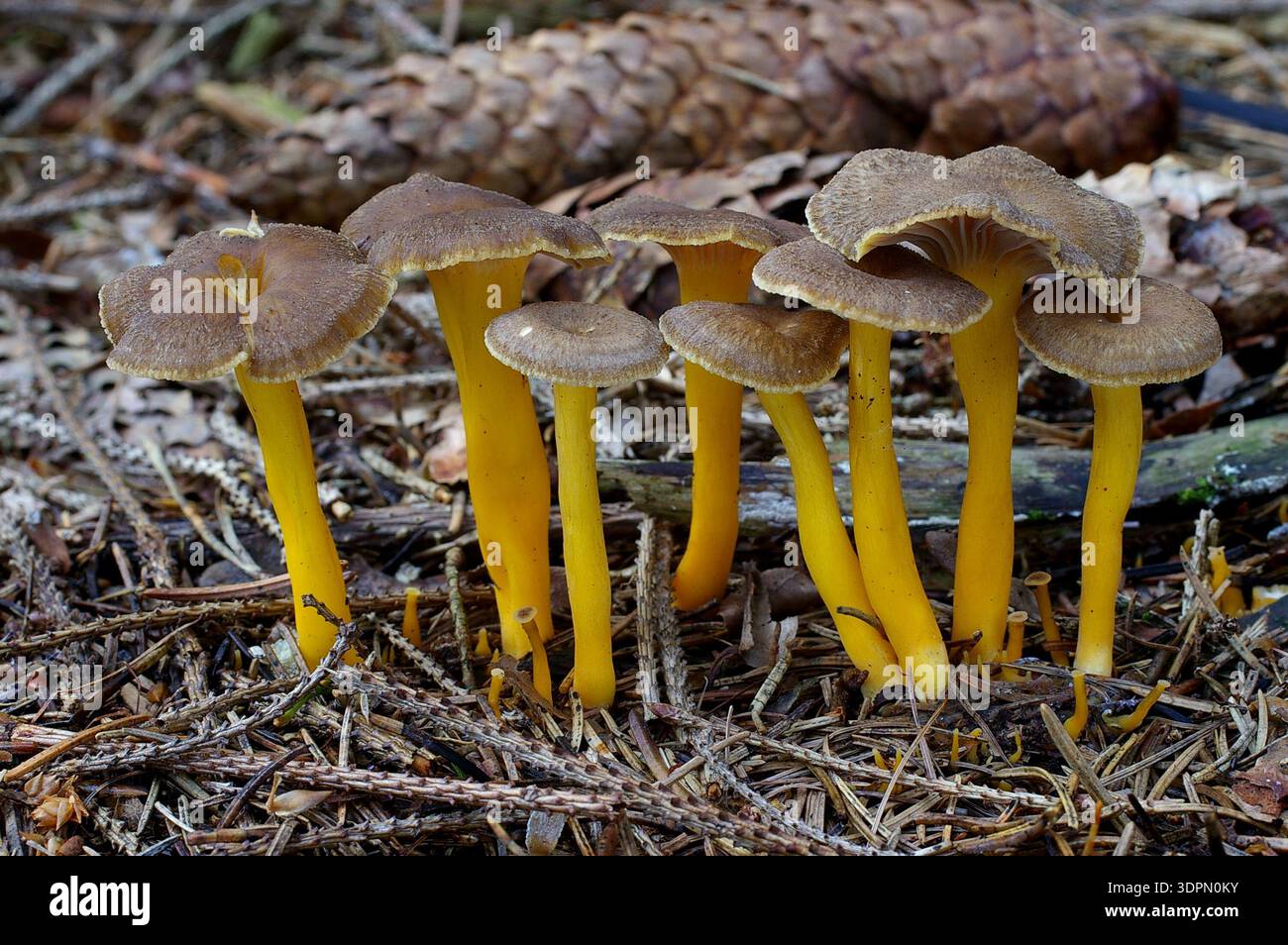 Canterelle invernali (Cantharellus tubaeformis) in una foresta Foto Stock