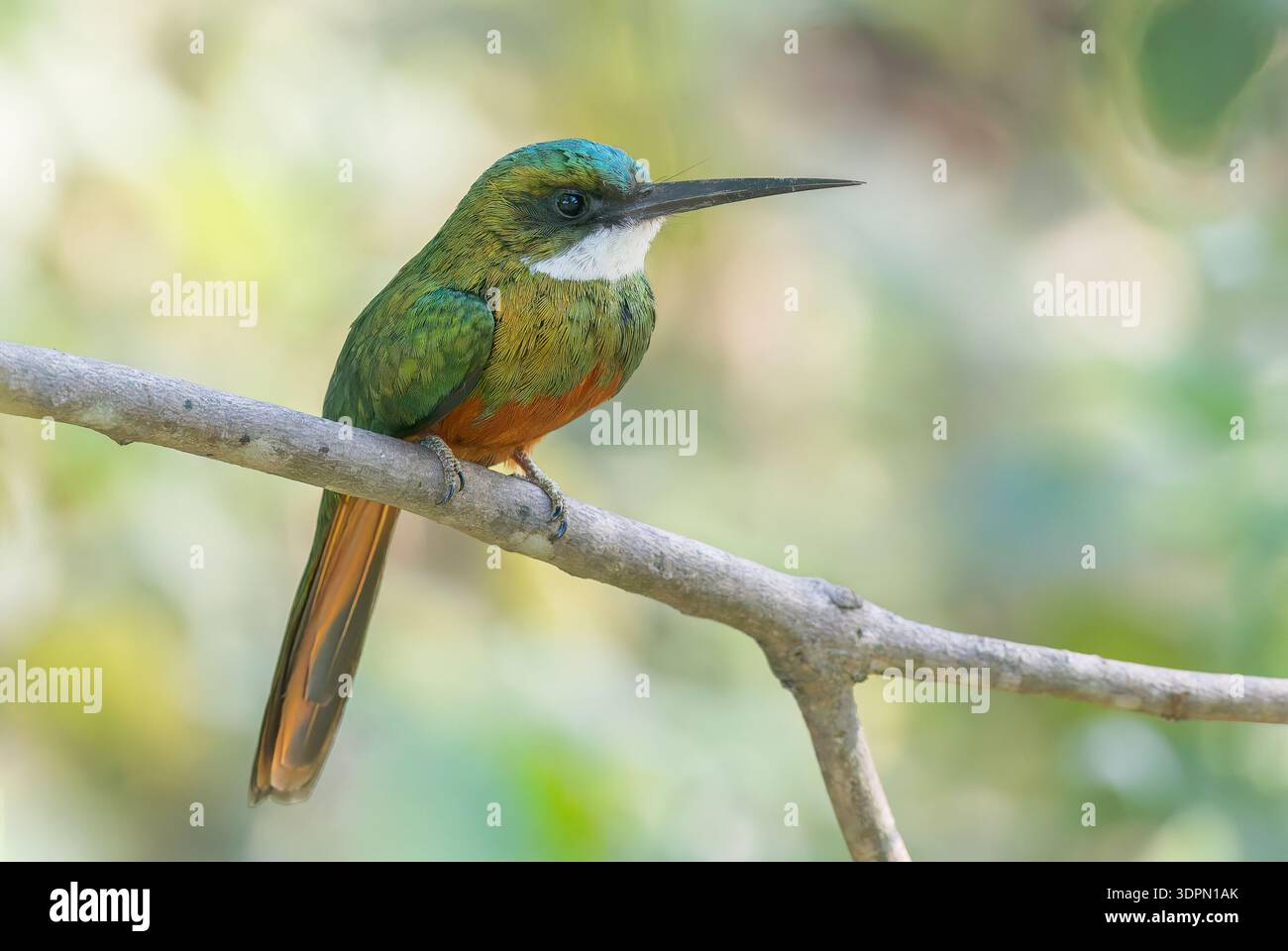 Jacamar dalla coda rufante, Galbula ruficauda, adulto singolo arroccato sul ramo d'albero sull'acqua, Pantanal, Barzil Foto Stock