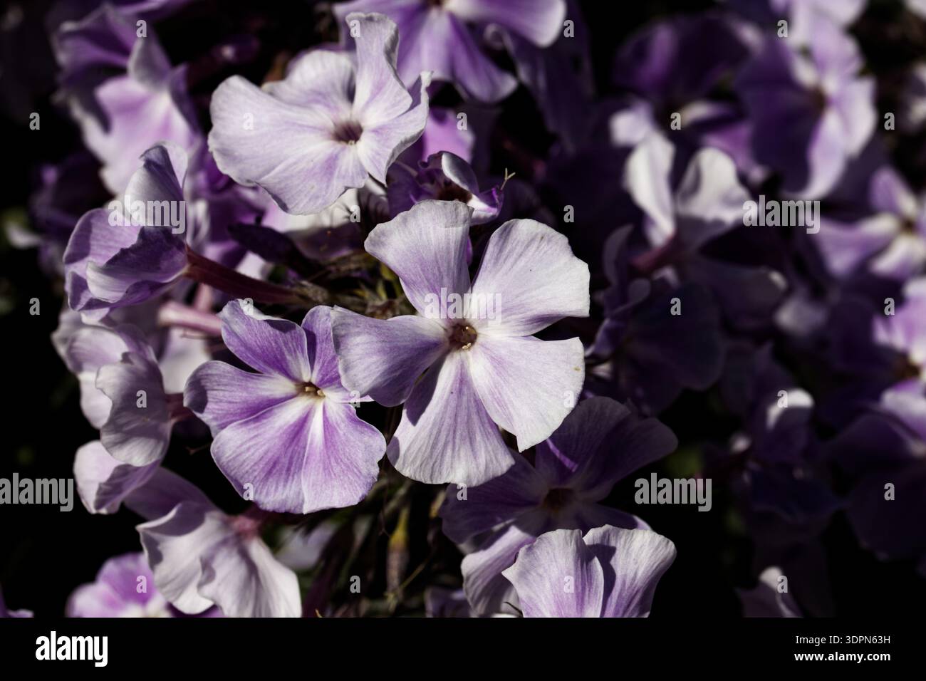 Phlox paniculata è una specie di pianta in fiore della famiglia phlox (Polemoniaceae). È originaria di parti degli Stati Uniti orientali e centrali. Foto Stock