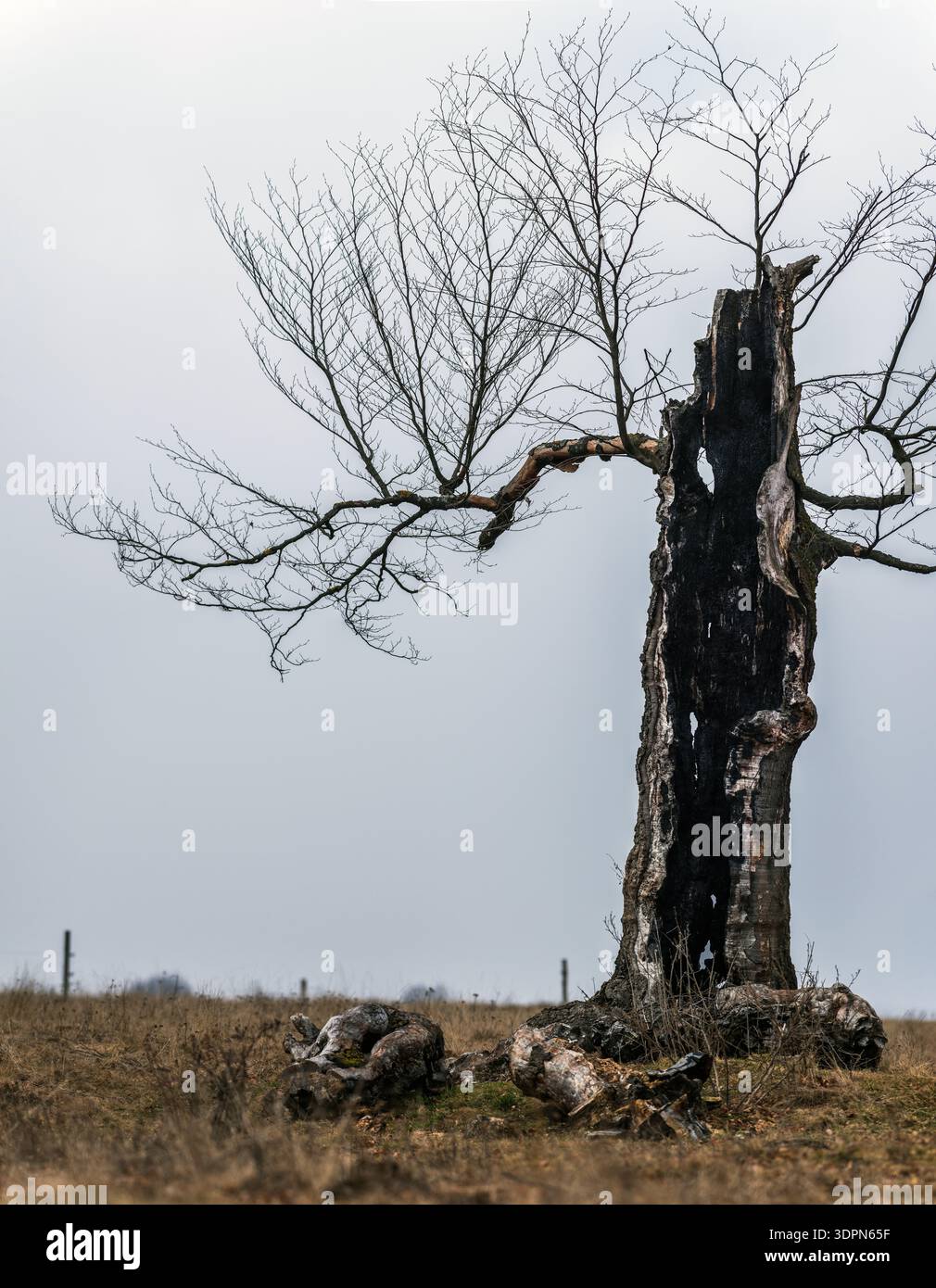 Un fulmine ha colpito l'albero. Faggio intempestivo colpito da un fulmine a Kalonda Peak, contea di Harghita, Romania. Foto Stock