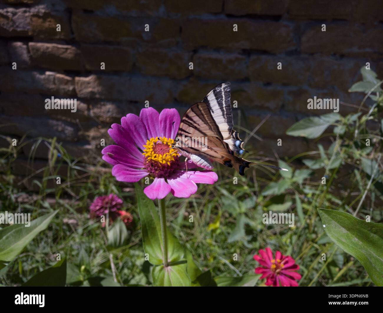 Farfalla a coda di rondine (Iphiclides podalirius) con ali a strisce che si nutrono di un fiore rosa di Zinnia in un giardino estivo soleggiato. Foto Stock