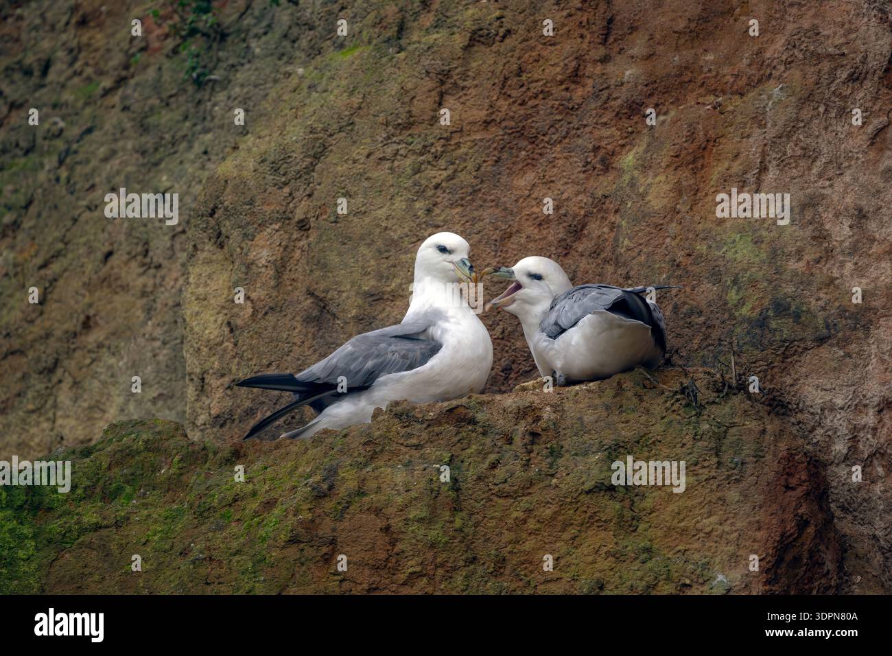 Un paio di Fulmar Fulmarus glacialis arrivano al loro terreno fertile sulle scogliere di Hunstanton, Norfolk nord-occidentale, Regno Unito. Foto Stock