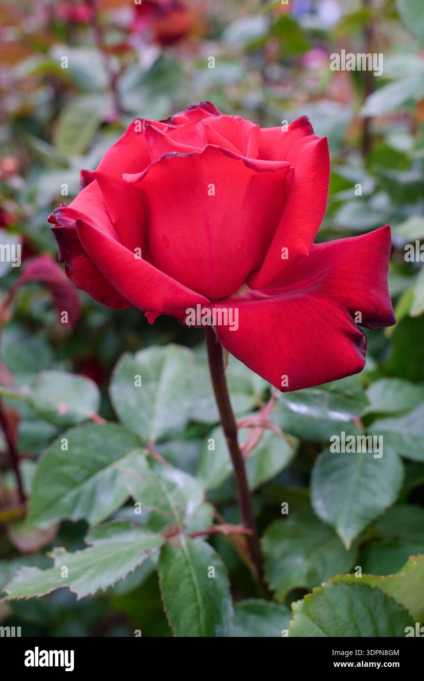 Rosa My Valentine, Rosa Mormyval, rosa in miniatura con ammassi di rosso scuro, molti fiori con petali Foto Stock