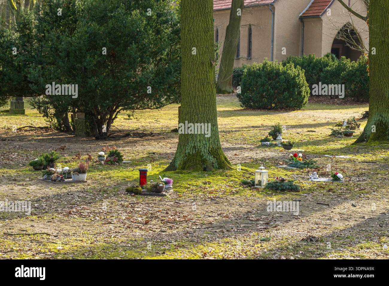La scelta della sepoltura degli alberi sta diventando sempre più popolare Foto Stock