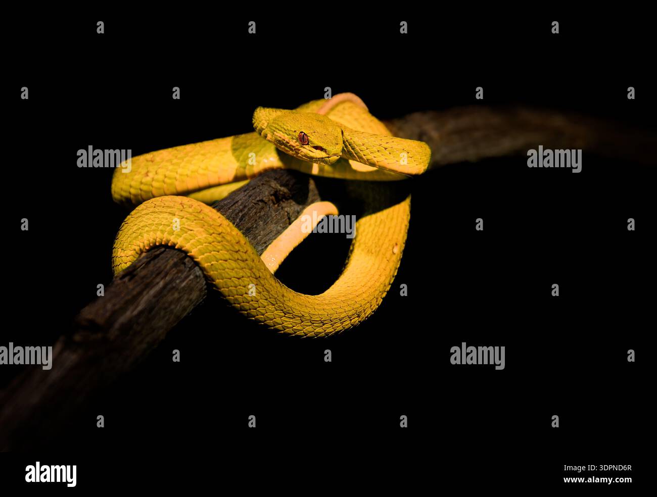 Variante gialla di Trimeresurus insularis , Indonesiano o Isole della sonda minore Pit viper, Sunda con labbra bianche o dalla coda rossa, anch'essa popolarmente BL Foto Stock
