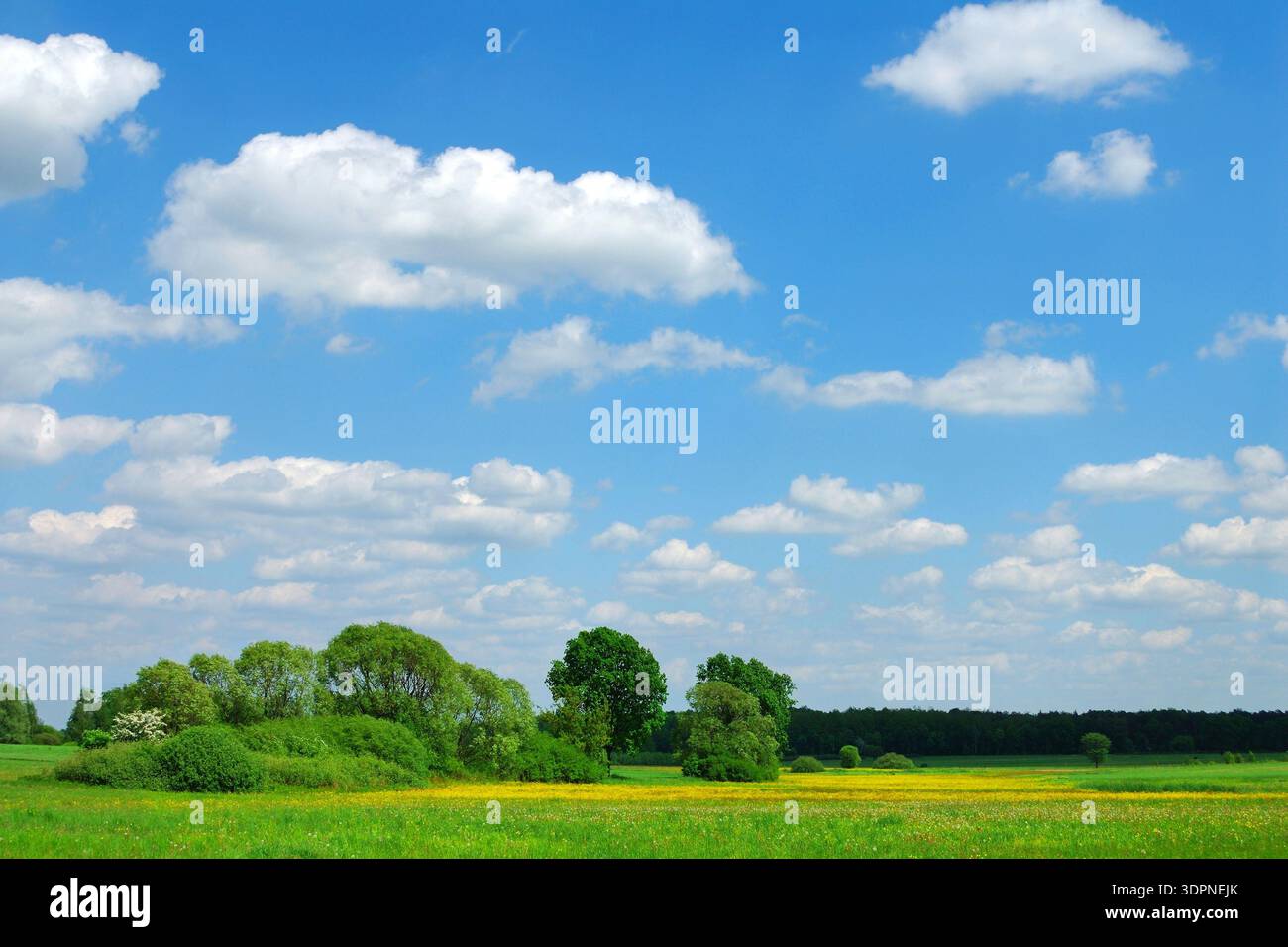 Prato, alberi e cielo blu Foto Stock