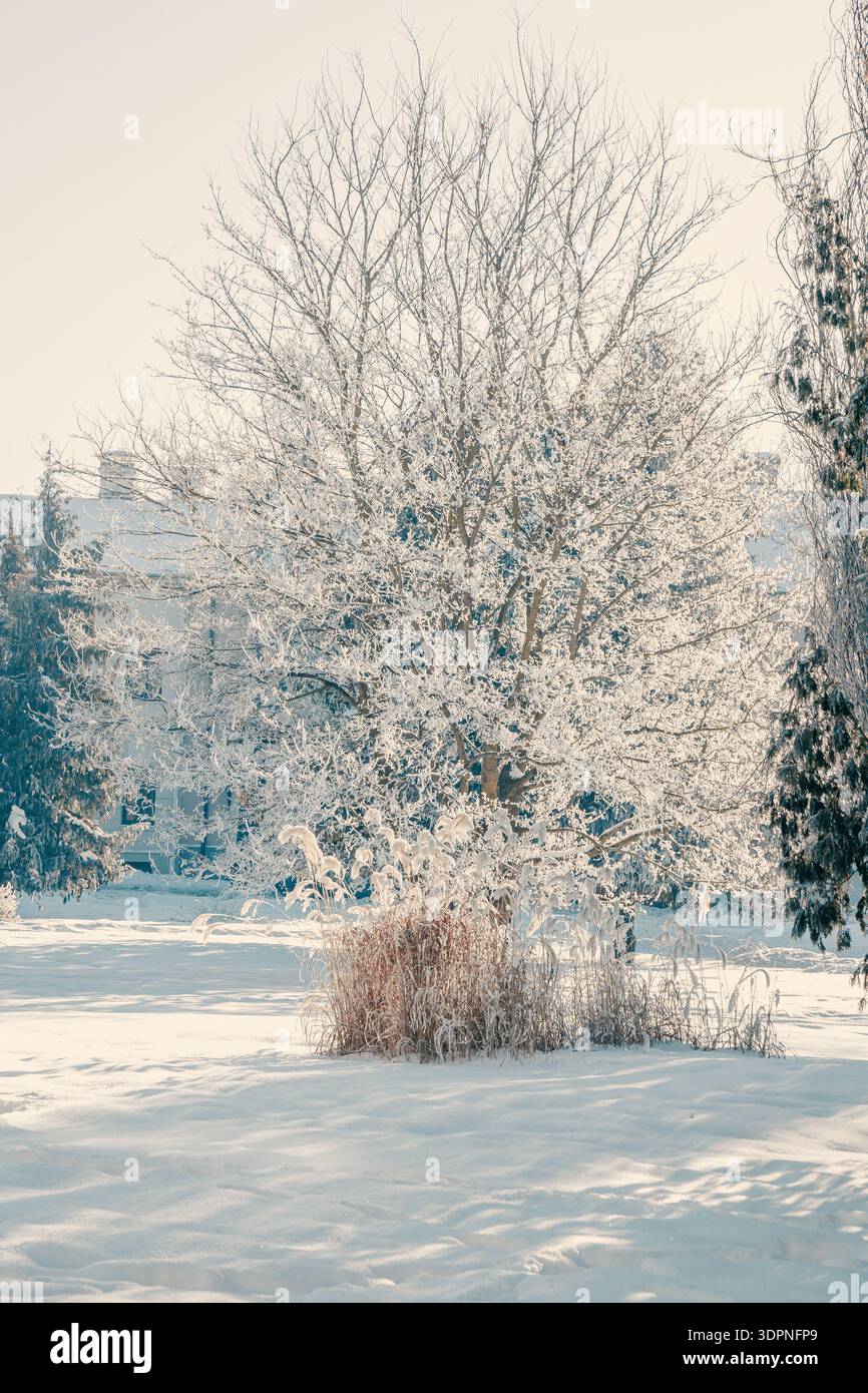 Parco cittadino in inverno, alberi ricoperti di gelo e neve, una serena giornata invernale nel cuore della città Foto Stock