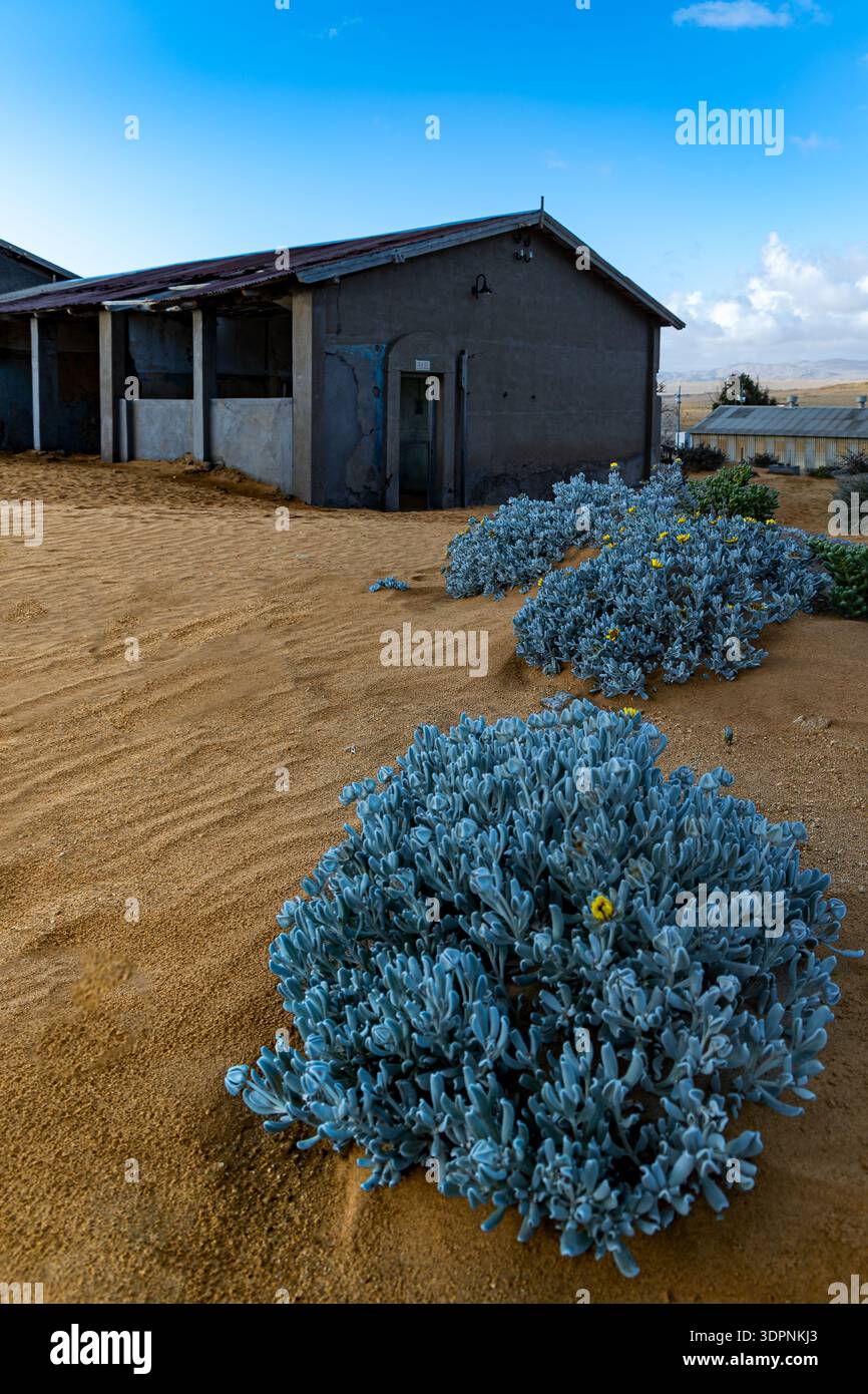 La pianta dei bastoncini di gesso blu (Senecio serpens o Curio repens) è l'unica cosa vivente nella fabbrica diomand abbandonata, ora una città fantasma a Kolmanskop Foto Stock