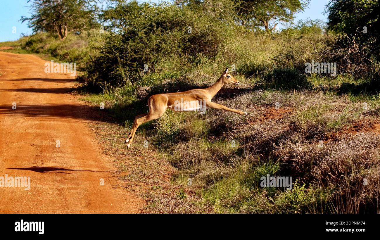 Cervi che saltano su una strada sterrata in un ambiente boschivo naturale. Foto Stock