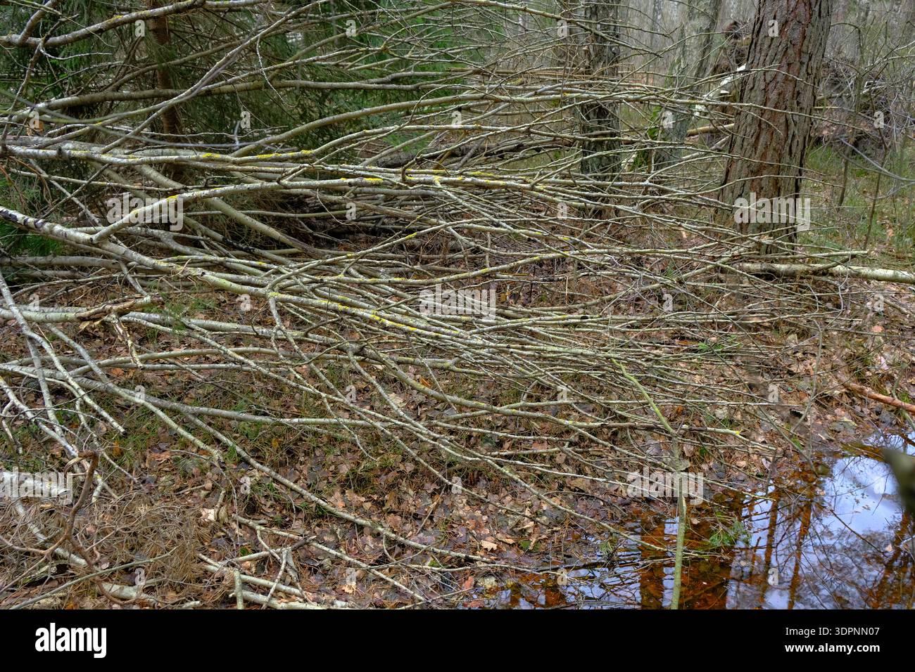 I salici caduti come i rami riposano su un terreno umido della foresta a Belavezhskaya Pushcha, Bielorussia, con licheni gialli e una pozza color ruggine sotto le overcas Foto Stock