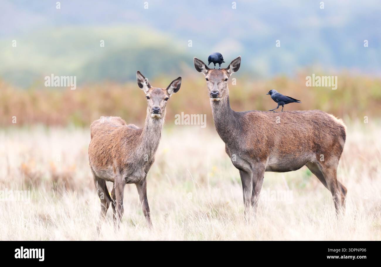 Primo piano di una cerva rossa (Cervus elaphus) e del suo vitello in guardia in un prato, mentre uccelli jackdaw si aprono su di loro per nutrirsi di insetti, Foto Stock
