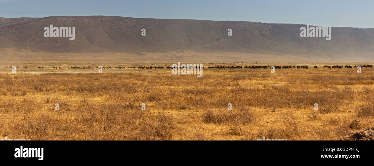 Cratere di Ngorongoro, Tanzania - 23 settembre 2025: Una mandria di GNU migra attraverso la savana secca alla ricerca di pascoli più verdi. Foto Stock