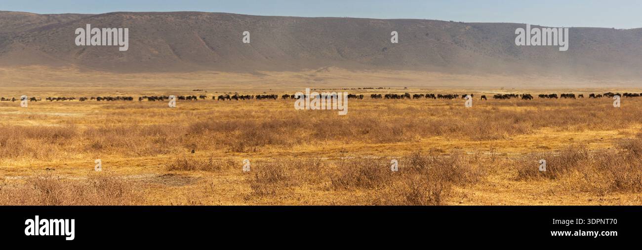 Cratere di Ngorongoro, Tanzania - 23 settembre 2025: Una mandria di GNU migra attraverso la savana secca alla ricerca di pascoli più verdi. Foto Stock