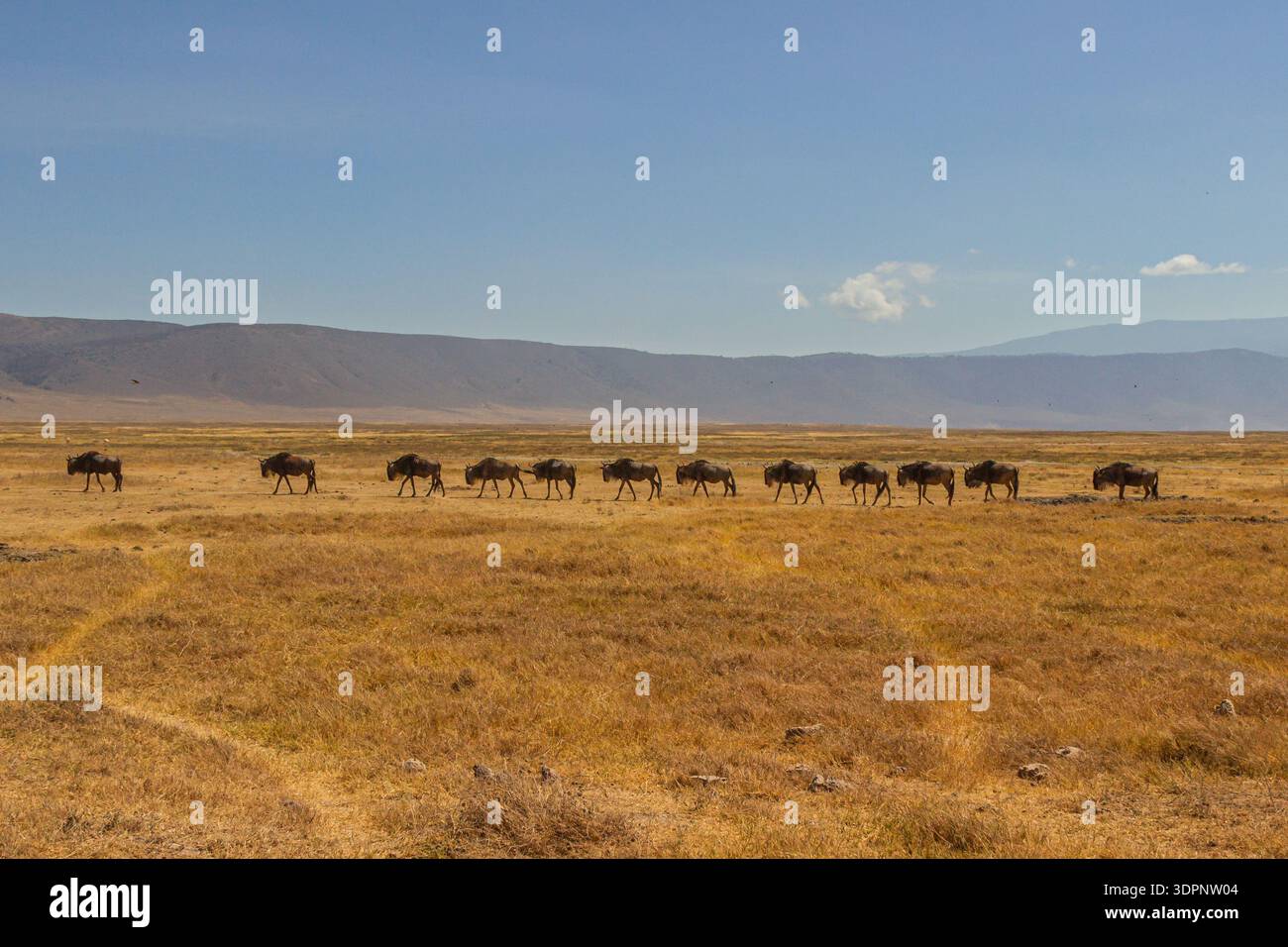 Cratere di Ngorongoro, Tanzania - 23 settembre 2025: Gli GNU migrano attraverso la savana alla ricerca di pascoli più verdi. Foto Stock