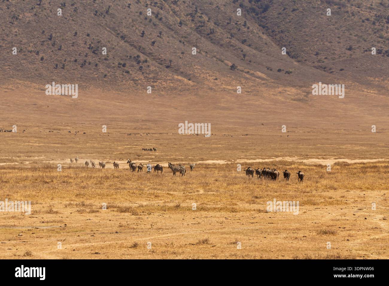 Cratere di Ngorongoro, Tanzania - 23 settembre 2025: Zebre e GNU migrano attraverso la savana secca alla ricerca di pascoli più verdi. Foto Stock