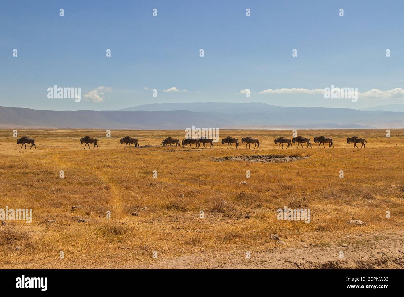 Cratere di Ngorongoro, Tanzania - 23 settembre 2025: Una mandria di GNU migra attraverso la savana secca alla ricerca di pascoli più verdi. Foto Stock